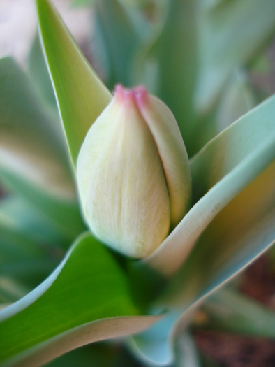 Tulip_Lalea (2010, April 18)