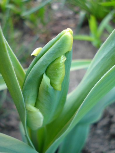 Tulipa Parrot 18apr2010