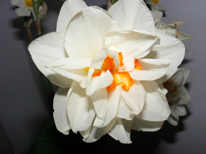 2010_0422(002) - Narcise