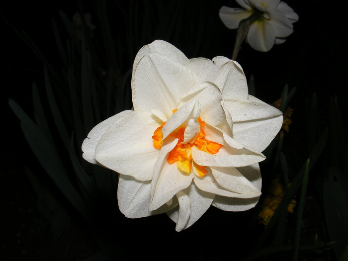 2010_0424(029) - Narcise