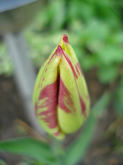 Tulip_Lalea (2010, April 20)