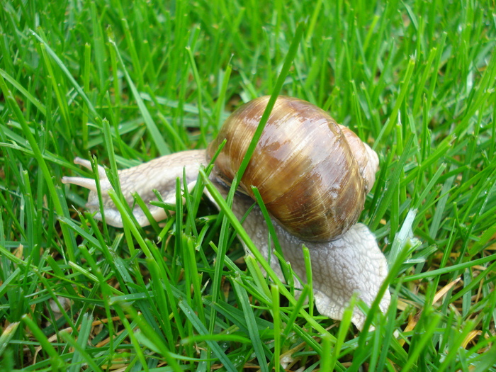Garden Snail _Melc (2010, April 20)