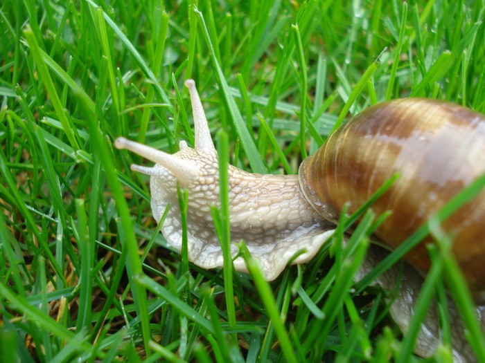 Garden Snail _Melc (2010, April 20)