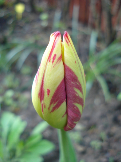 TBV Tulip_Lalea (2010, April 21)