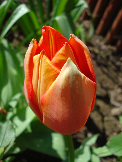 Tulip_Lalea (2010, April 21)
