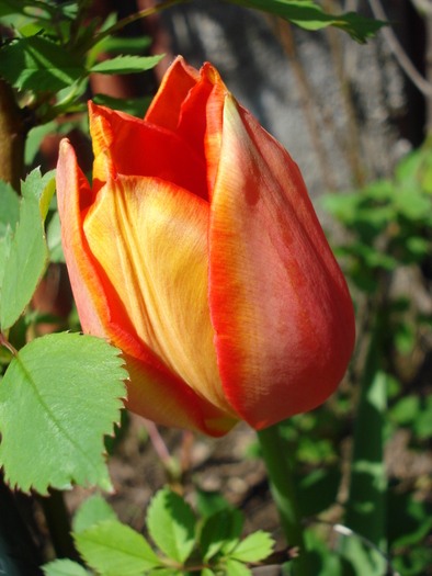 Tulip_Lalea (2010, April 21)