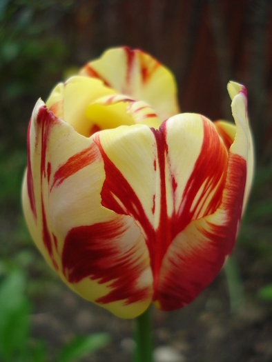 TBV Tulip_Lalea (2010, April 23)