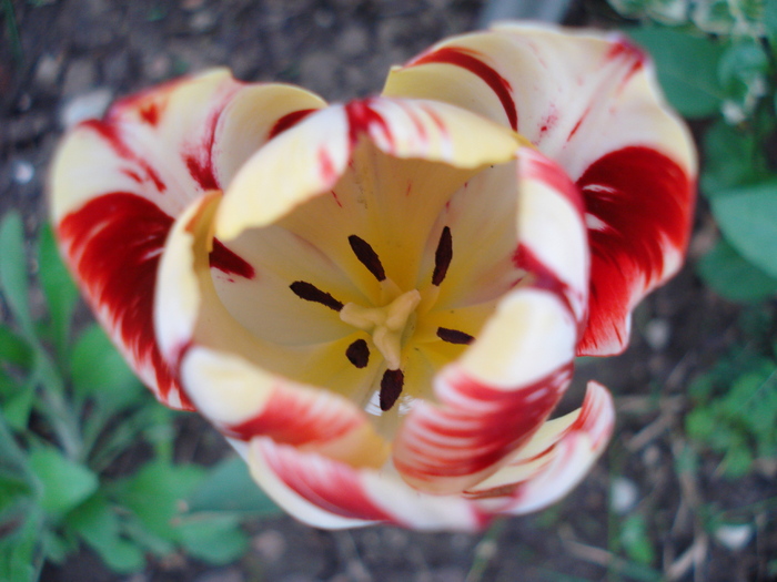 TBV Tulip_Lalea (2010, April 24)