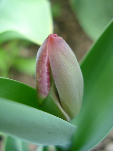 Tulip_Lalea (2010, April 25) - 04 Garden in April