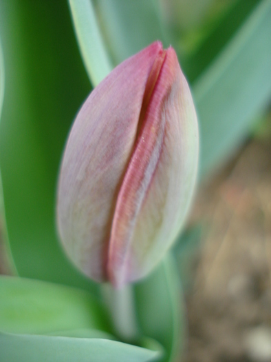 Tulip_Lalea (2010, April 25)
