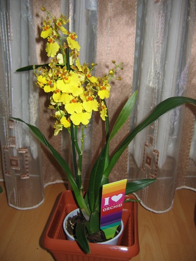 oncidium - 2-PLANTELE MELE