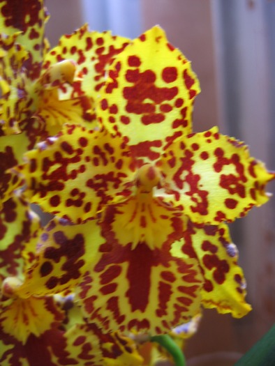 cambria - 2-PLANTELE MELE