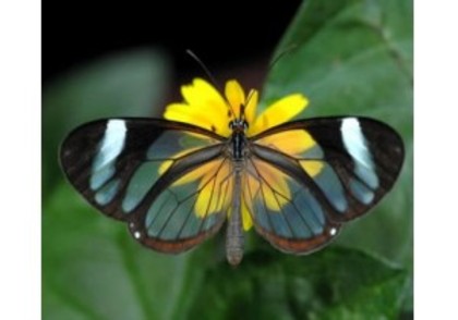Fluturele de sticla - 10 vietuitoare transparente
