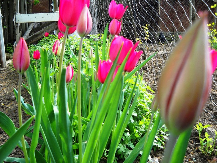 Picture 172 - lalele2010