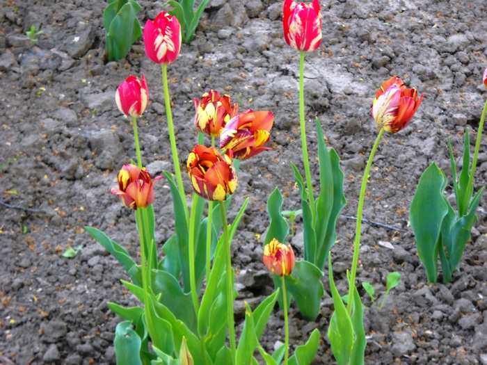 Picture 179 - lalele2010