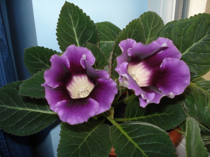 27.04.2010 - flori - gloxenii inflorite 2010