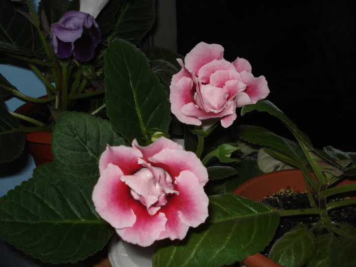 29.04.2010 - Mary - flori - gloxenii inflorite 2010