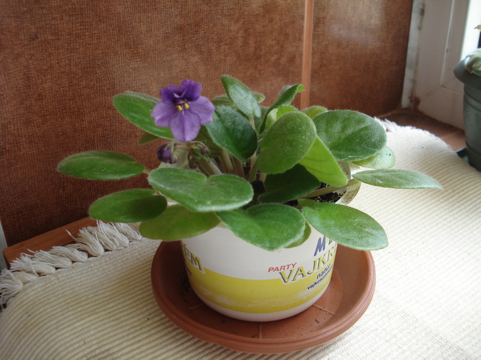 violeta - 29.04.2010