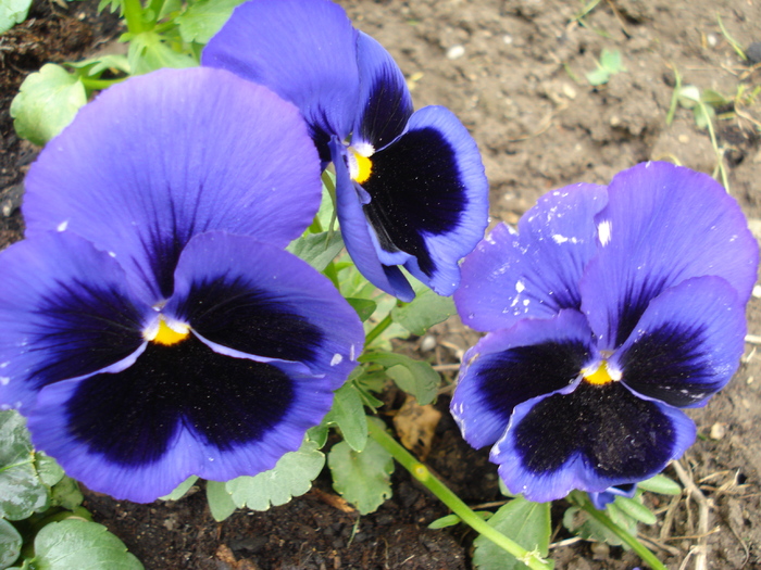 Swiss Giant Blue Pansy (2010, April 25) - Swiss Giant Blue Pansy