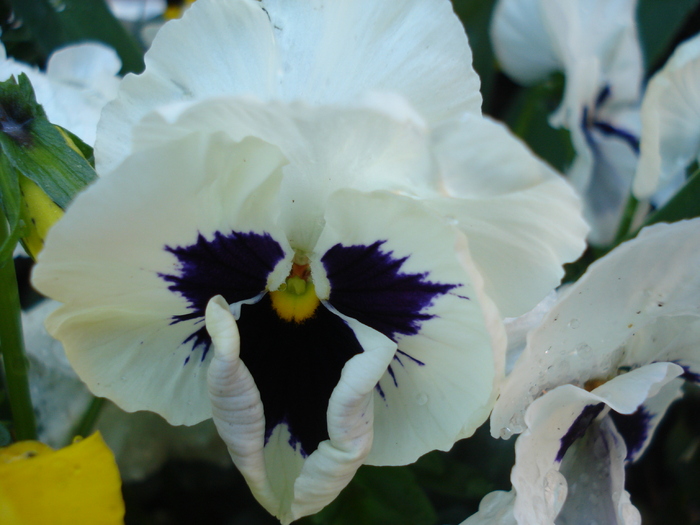 Swiss Giant White pansy, 21apr2010 - Swiss Giant White pansy