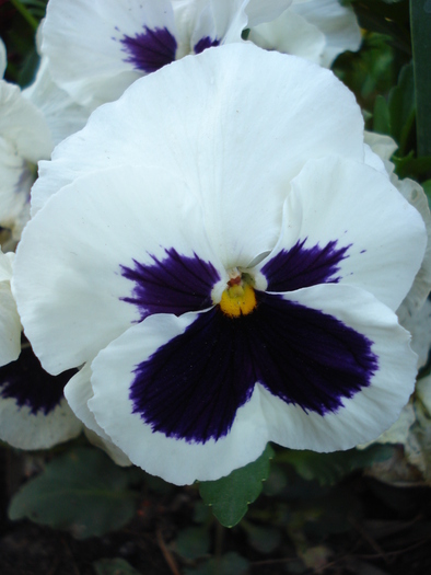 Swiss Giant White pansy, 29apr2010