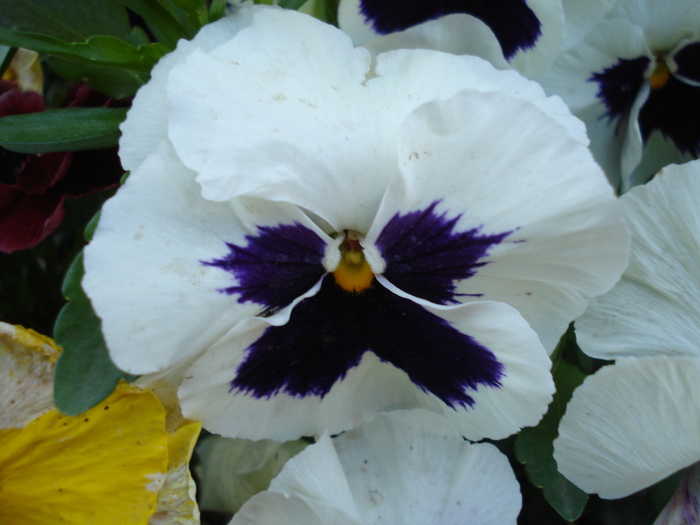 Swiss Giant White pansy, 29apr2010