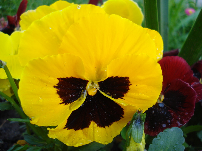 Swiss Giant Yellow Pansy (2010, Apr.21)