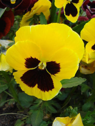 Swiss Giant Yellow Pansy (2010, Apr.29)