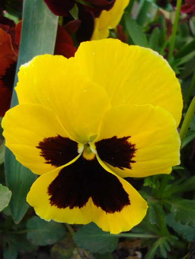 Swiss Giant Yellow Pansy (2010, Apr.29) - Swiss Giant Yellow Pansy