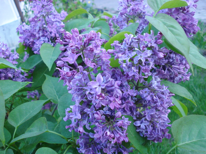 Lilac Ruhm von Horstenstein (`10,Apr.28)