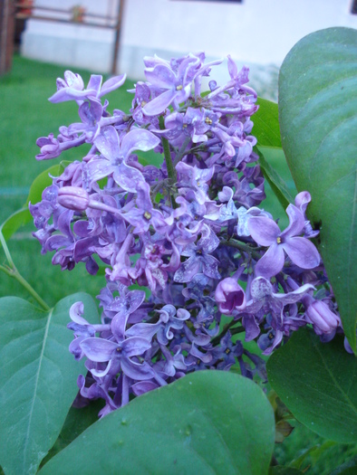 Lilac Ruhm von Horstenstein (`10,Apr.28) - Ruhm von Horstenstein