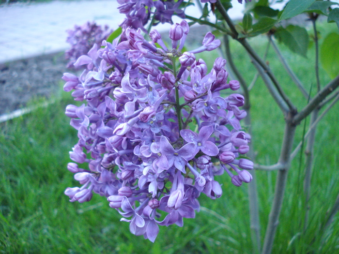 Lilac Ruhm von Horstenstein (`10,Apr.28)