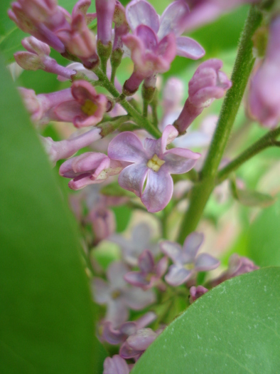 Syringa vulgaris_Lilac (2010, April 23) - Syringa vulgaris Lilac