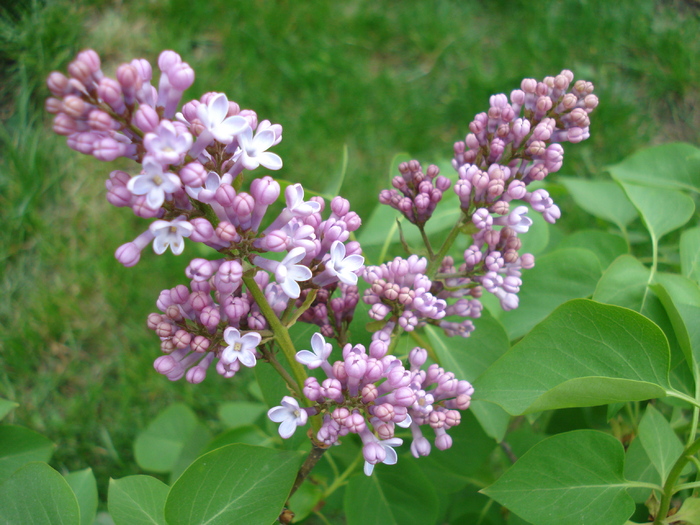 Syringa vulgaris_Lilac (2010, April 23) - Syringa vulgaris Lilac