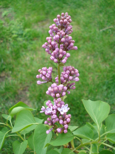 Syringa vulgaris_Lilac (2010, April 23)