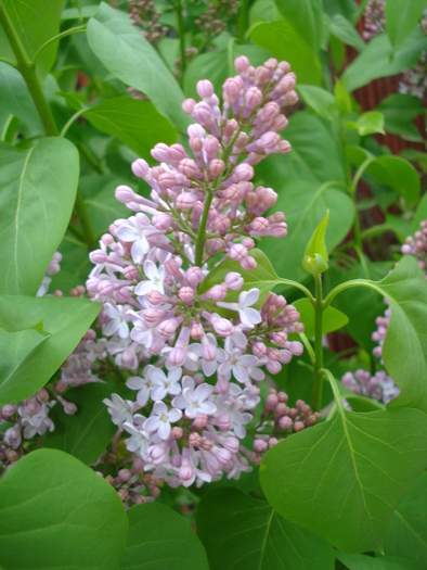 Syringa vulgaris_Lilac (2010, April 24) - Syringa vulgaris Lilac