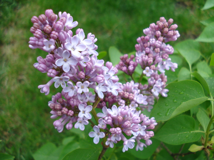 Syringa vulgaris_Lilac (2010, April 25) - Syringa vulgaris Lilac
