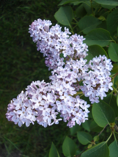 Syringa vulgaris_Lilac (2010, April 28)