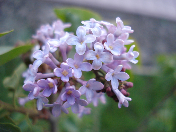 Syringa vulgaris_Lilac (2010, April 28) - Syringa vulgaris Lilac