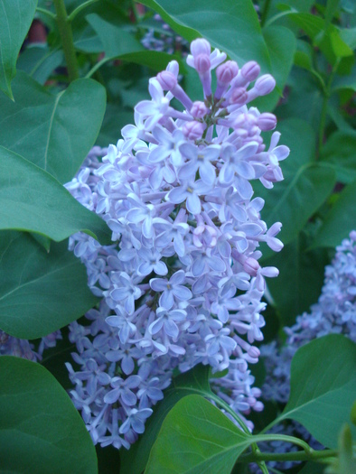 Syringa vulgaris_Lilac (2010, April 28)
