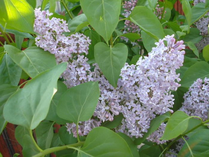 Syringa vulgaris_Lilac (2010, April 29)
