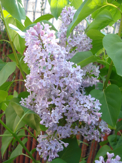 Syringa vulgaris_Lilac (2010, April 29)