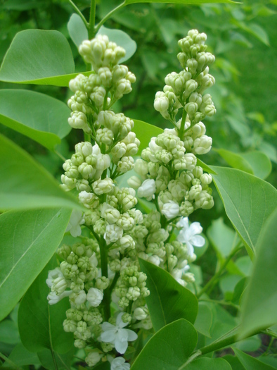 White Lilac Tree (2010, April 24) - Syringa vulgaris White