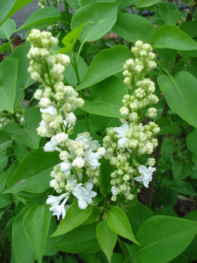 White Lilac Tree (2010, April 24)