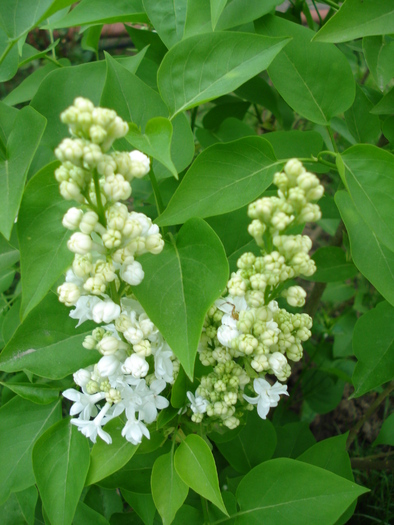 White Lilac Tree (2010, April 24) - Syringa vulgaris White