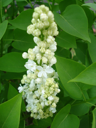 White Lilac Tree (2010, April 24) - Syringa vulgaris White