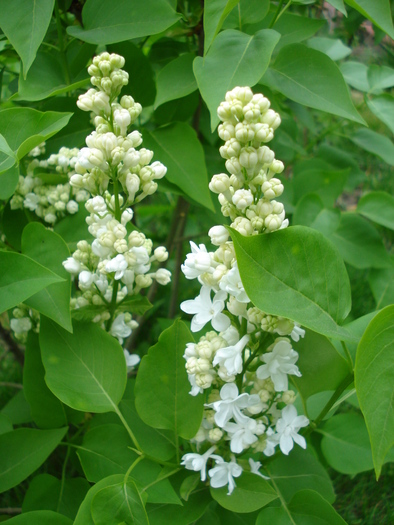 White Lilac Tree (2010, April 24) - Syringa vulgaris White