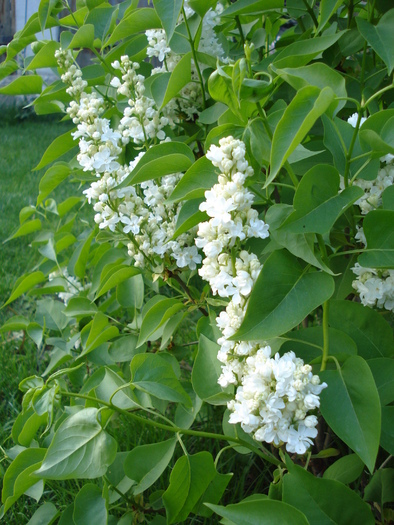 White Lilac Tree (2010, April 28)