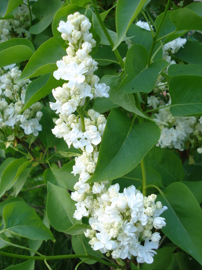 White Lilac Tree (2010, April 28) - Syringa vulgaris White