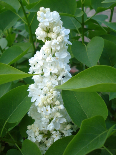 White Lilac Tree (2010, April 28) - Syringa vulgaris White